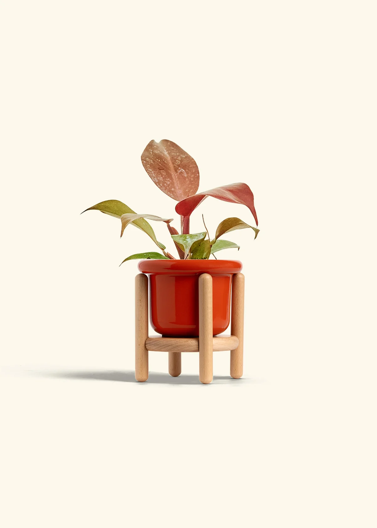 Philodendron 'Imperial Red' - Image 15