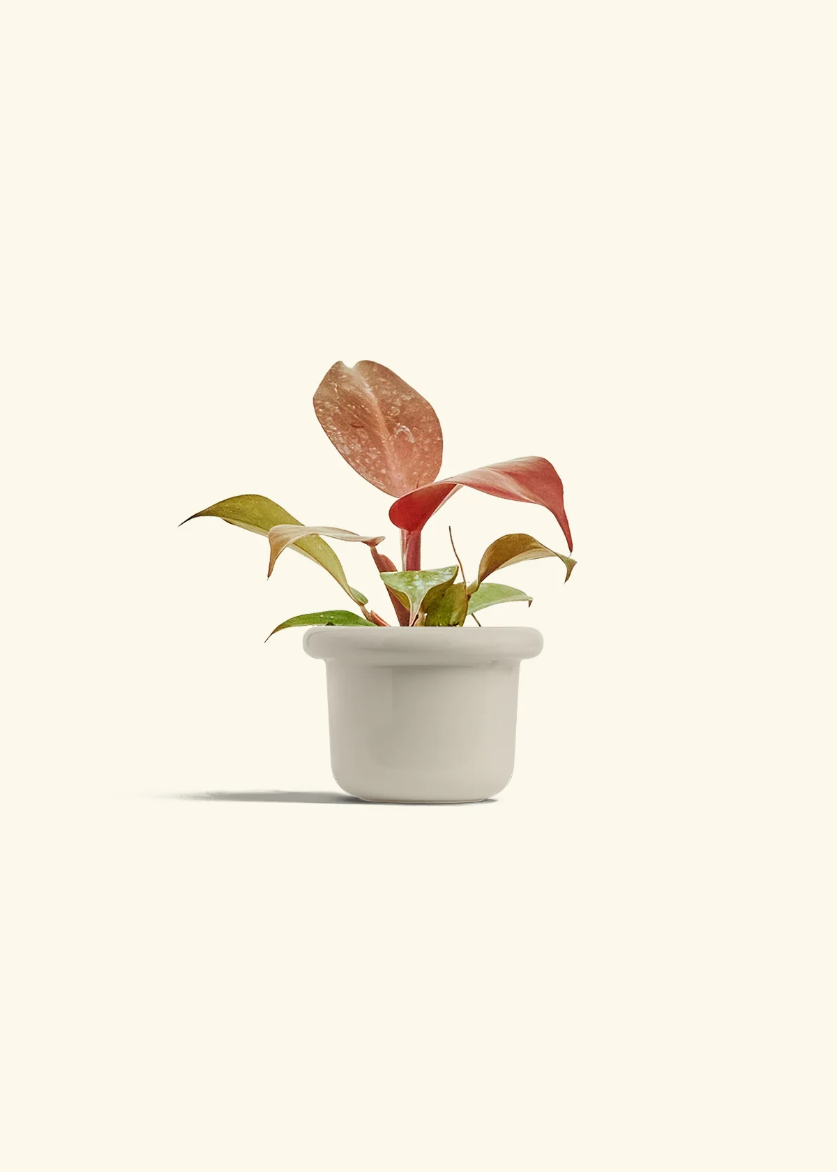 Philodendron 'Imperial Red' - Image 16