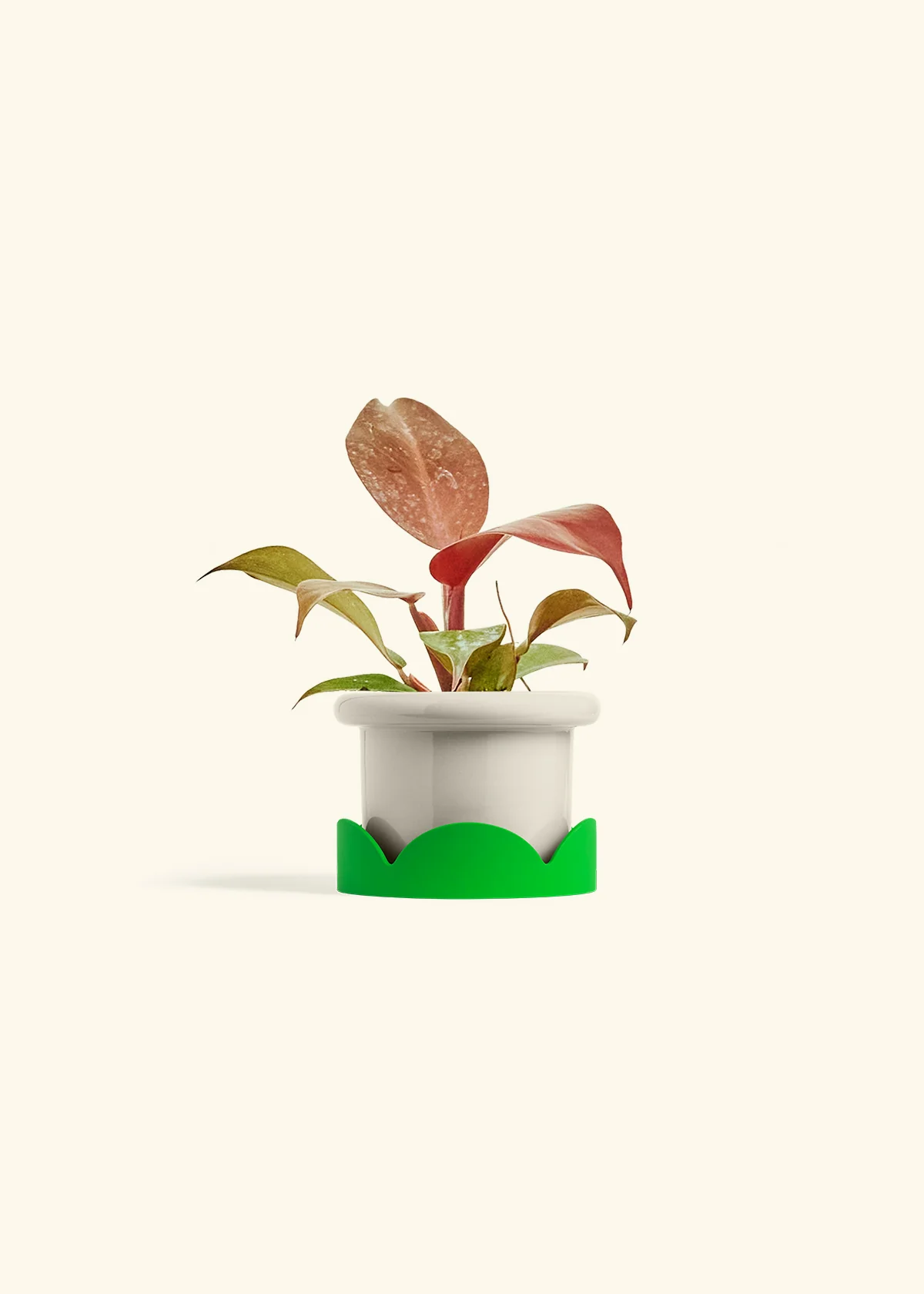 Philodendron 'Imperial Red' - Image 17