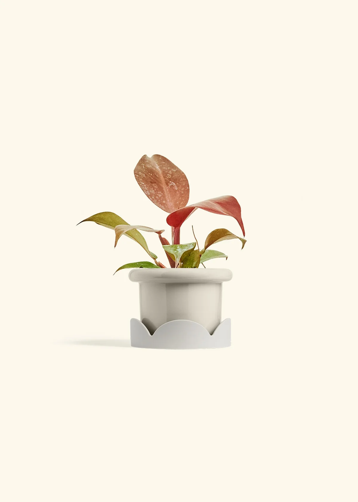 Philodendron 'Imperial Red' - Image 18