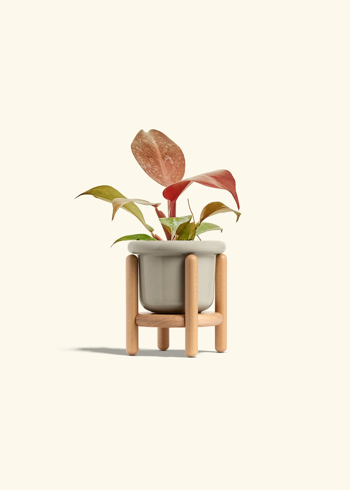 Philodendron 'Imperial Red' - Image 19