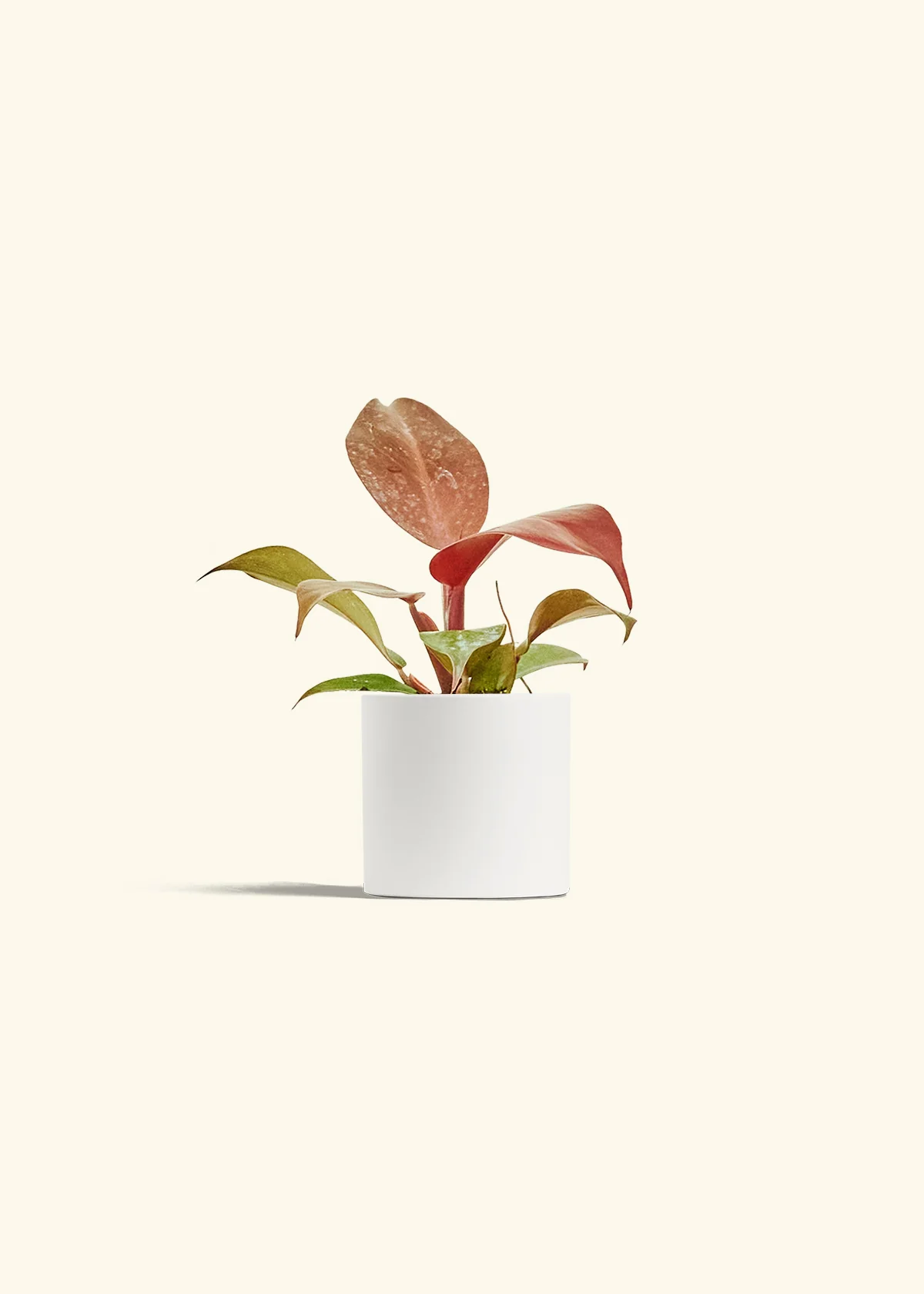 Philodendron 'Imperial Red' - Image 20