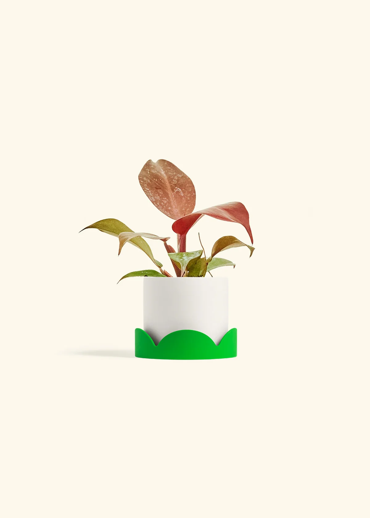 Philodendron 'Imperial Red' - Image 21