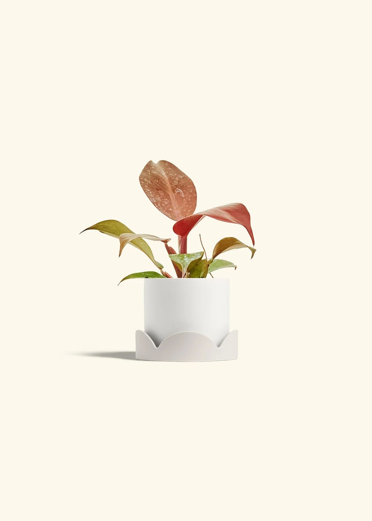Philodendron 'Imperial Red' - Image 22