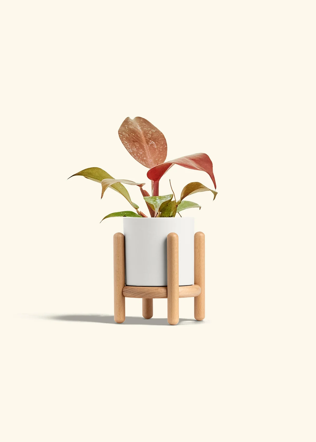 Philodendron 'Imperial Red' - Image 23