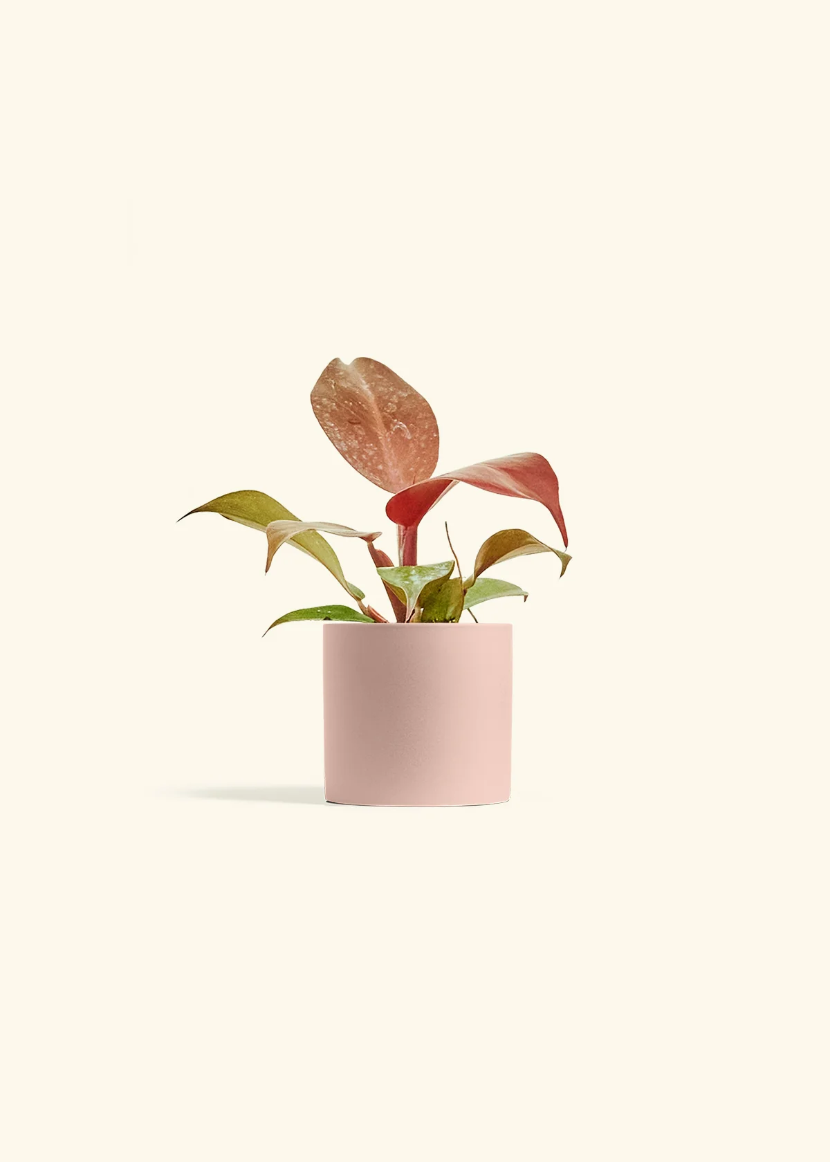 Philodendron 'Imperial Red' - Image 24