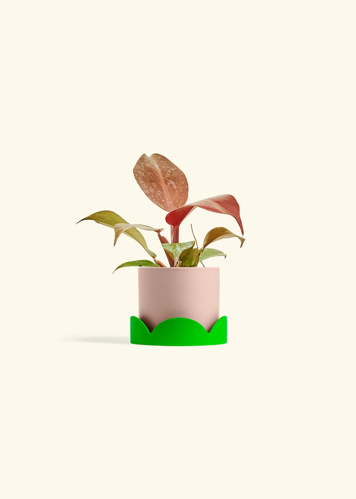Philodendron 'Imperial Red' - Image 25