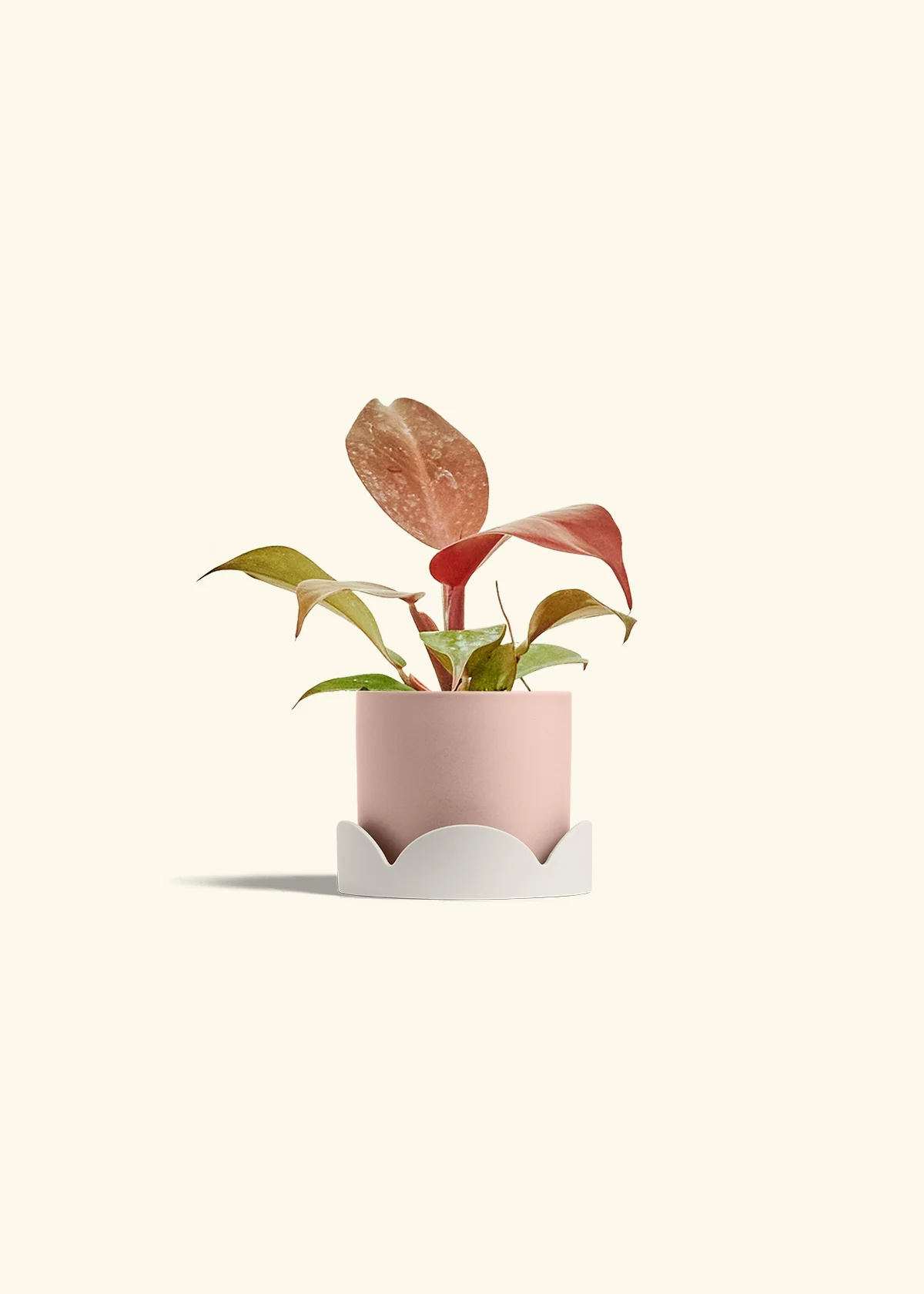 Philodendron 'Imperial Red' - Image 26