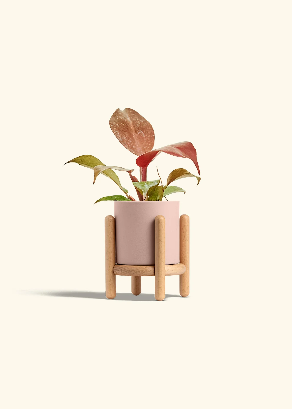 Philodendron 'Imperial Red' - Image 27
