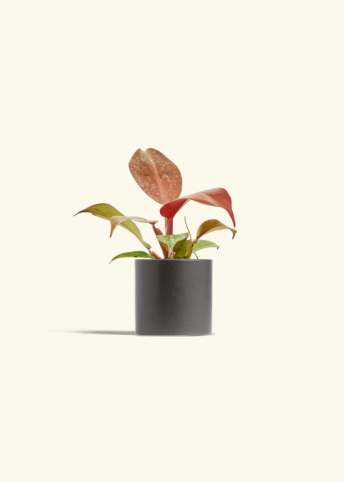 Philodendron 'Imperial Red' - Image 28