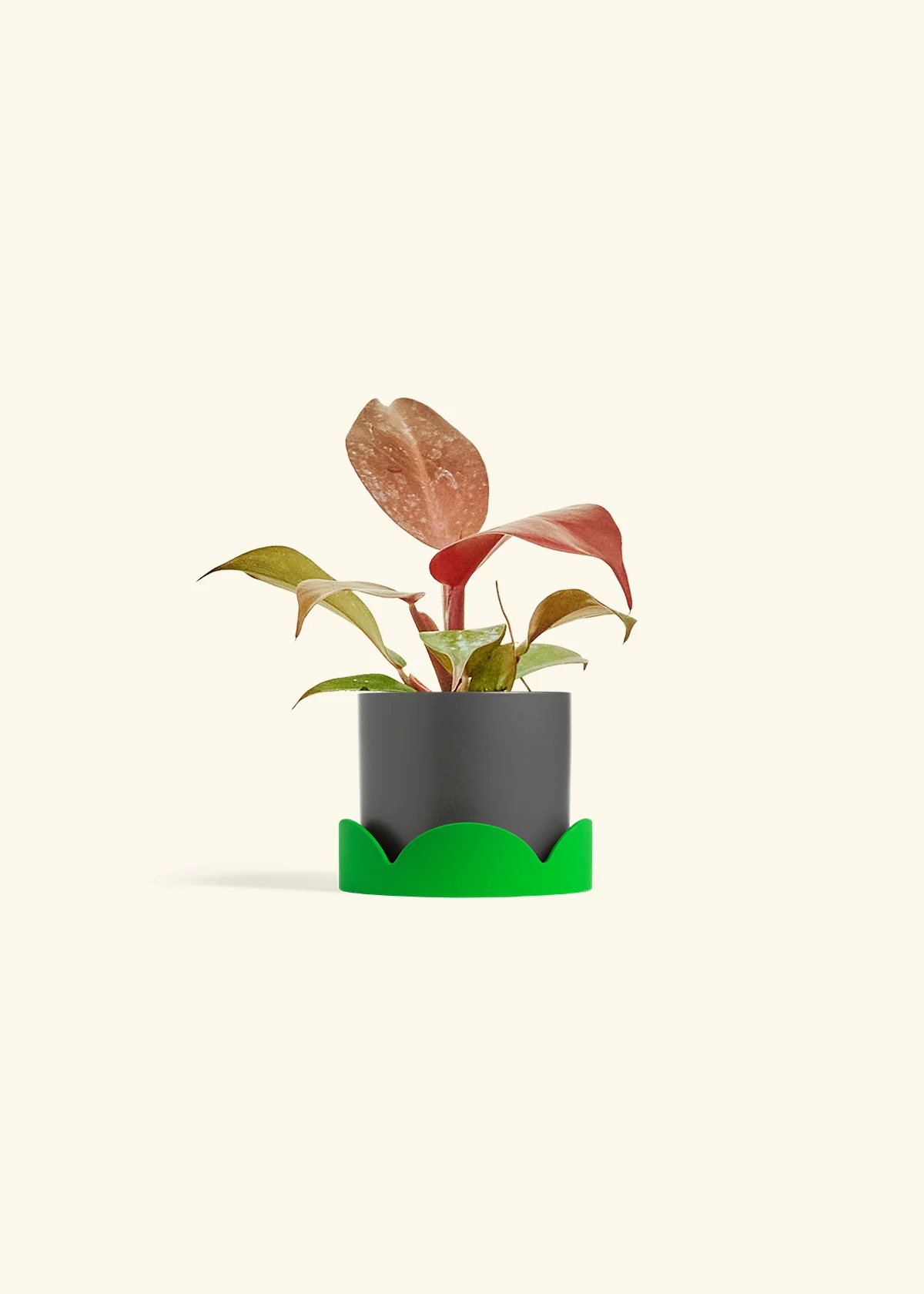 Philodendron 'Imperial Red' - Image 29