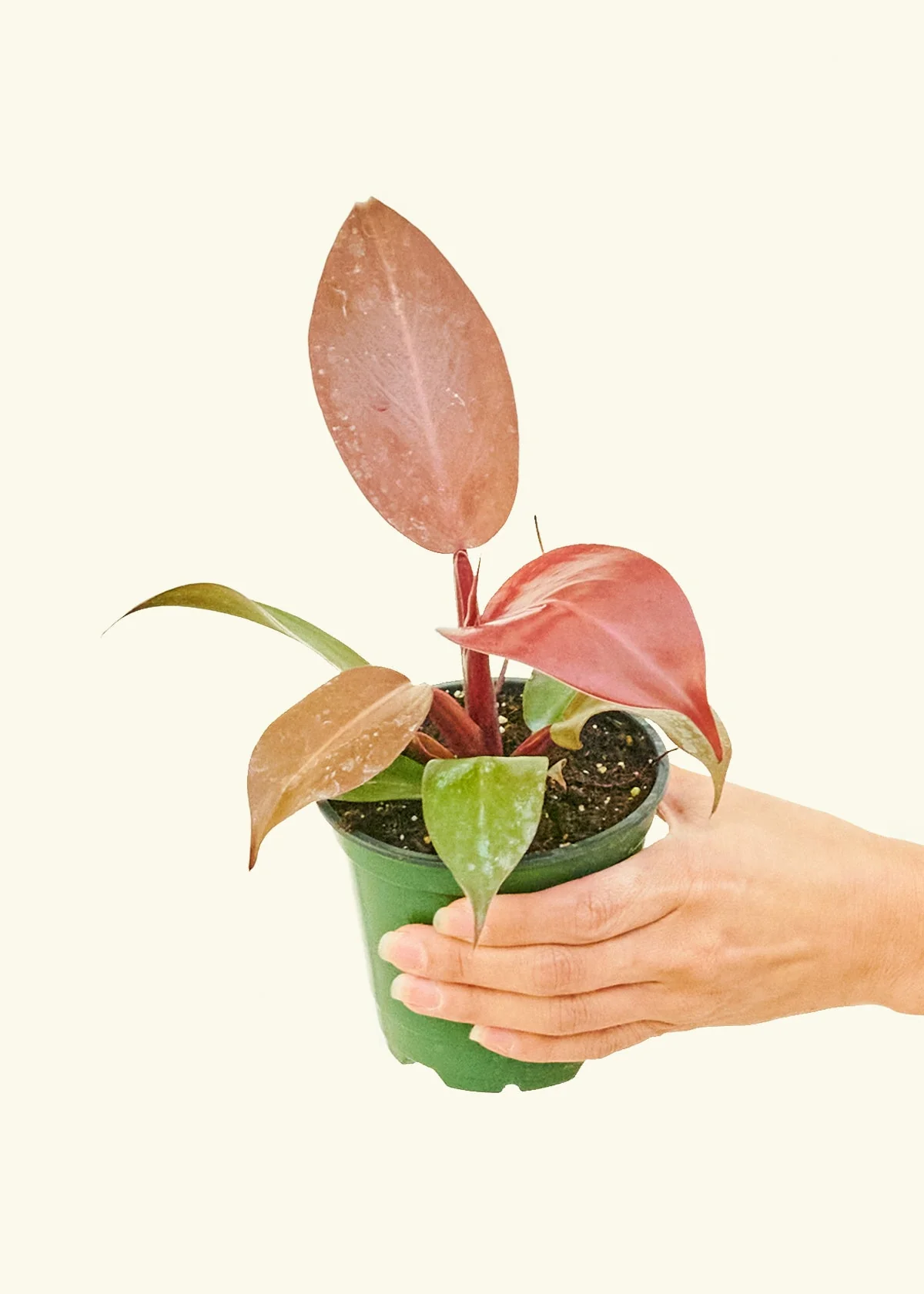 Philodendron 'Imperial Red' - Image 3