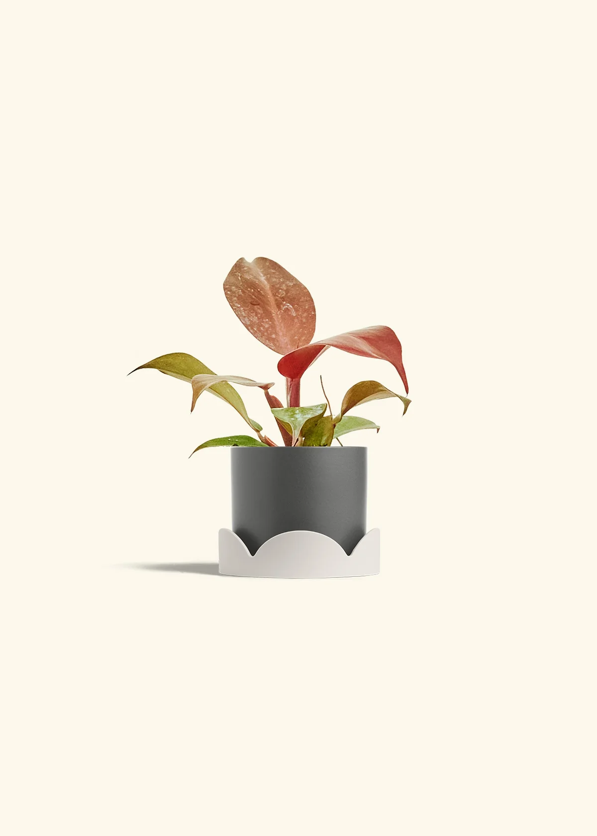 Philodendron 'Imperial Red' - Image 30