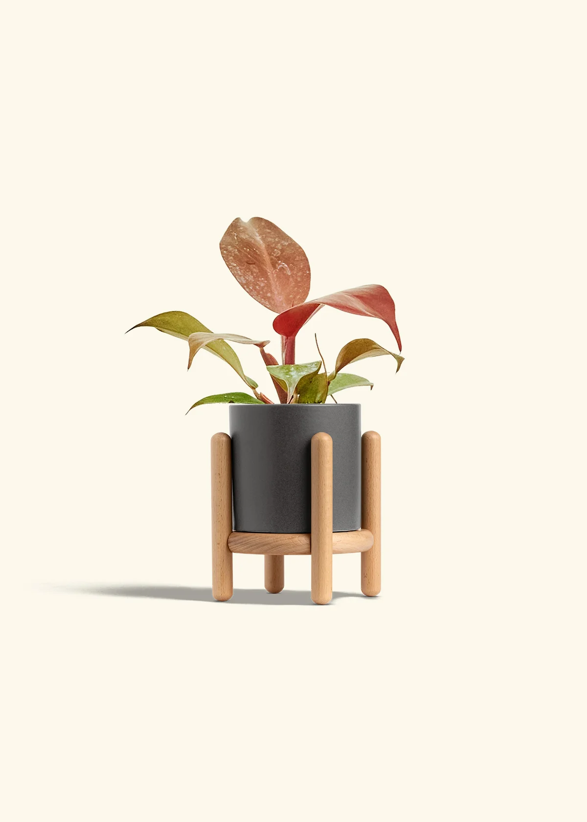 Philodendron 'Imperial Red' - Image 31