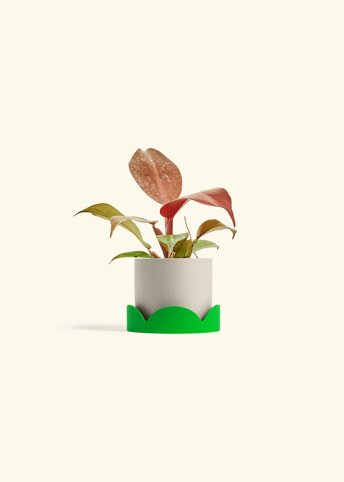 Philodendron 'Imperial Red' - Image 33