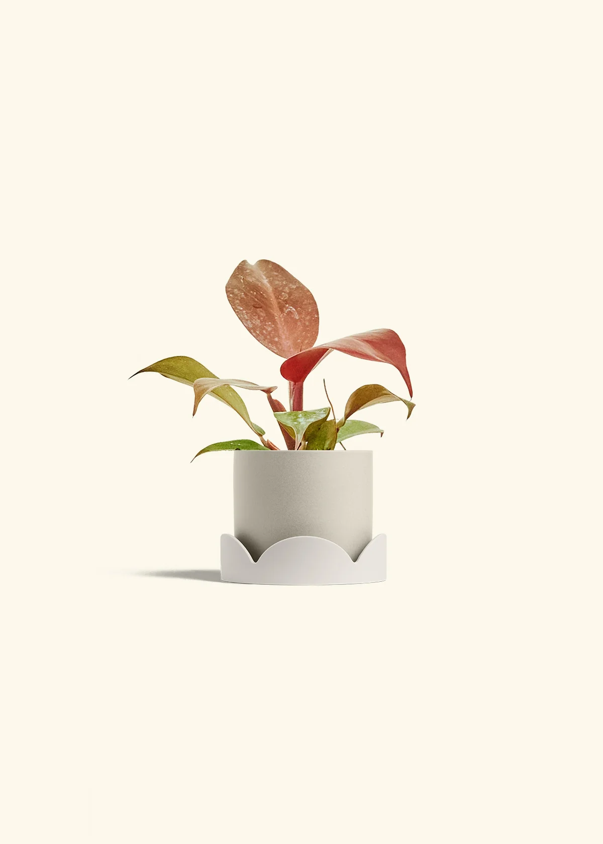 Philodendron 'Imperial Red' - Image 34