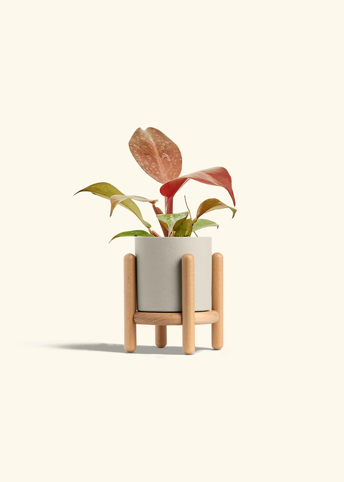 Philodendron 'Imperial Red' - Image 35