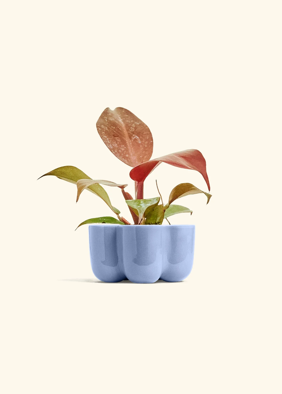 Philodendron 'Imperial Red' - Image 36