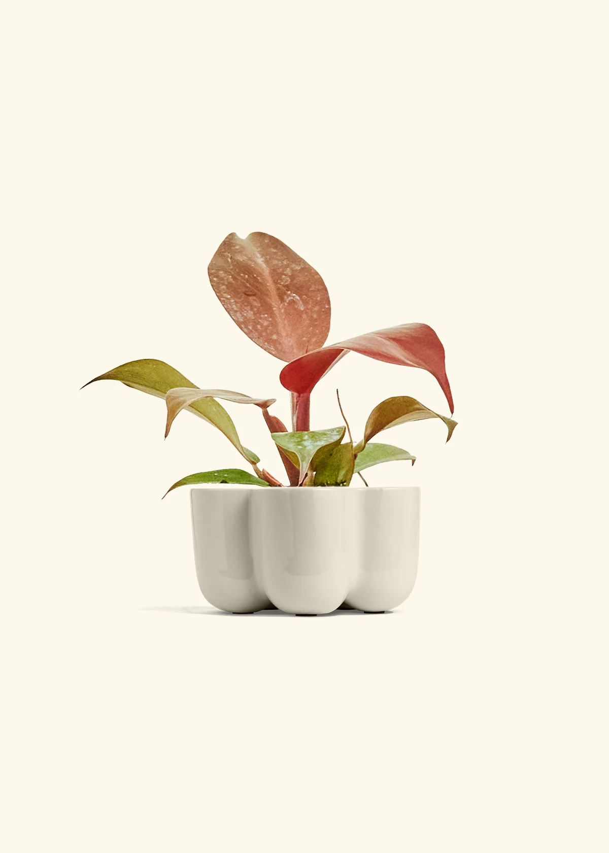 Philodendron 'Imperial Red' - Image 37