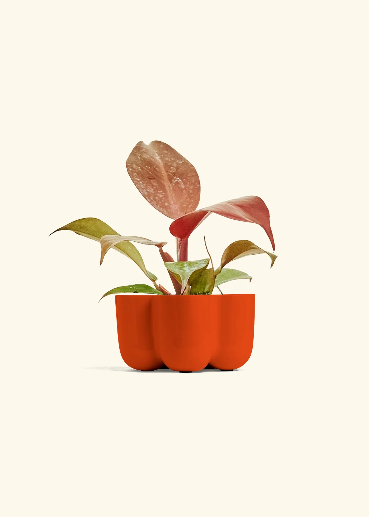 Philodendron 'Imperial Red' - Image 38