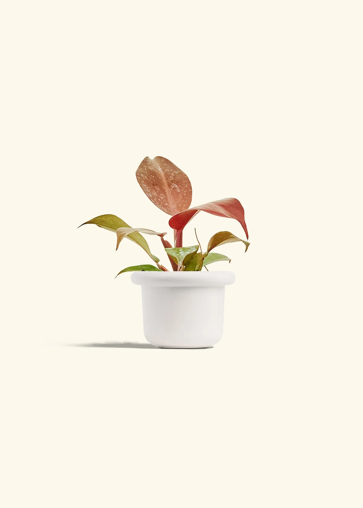 Philodendron 'Imperial Red' - Image 4