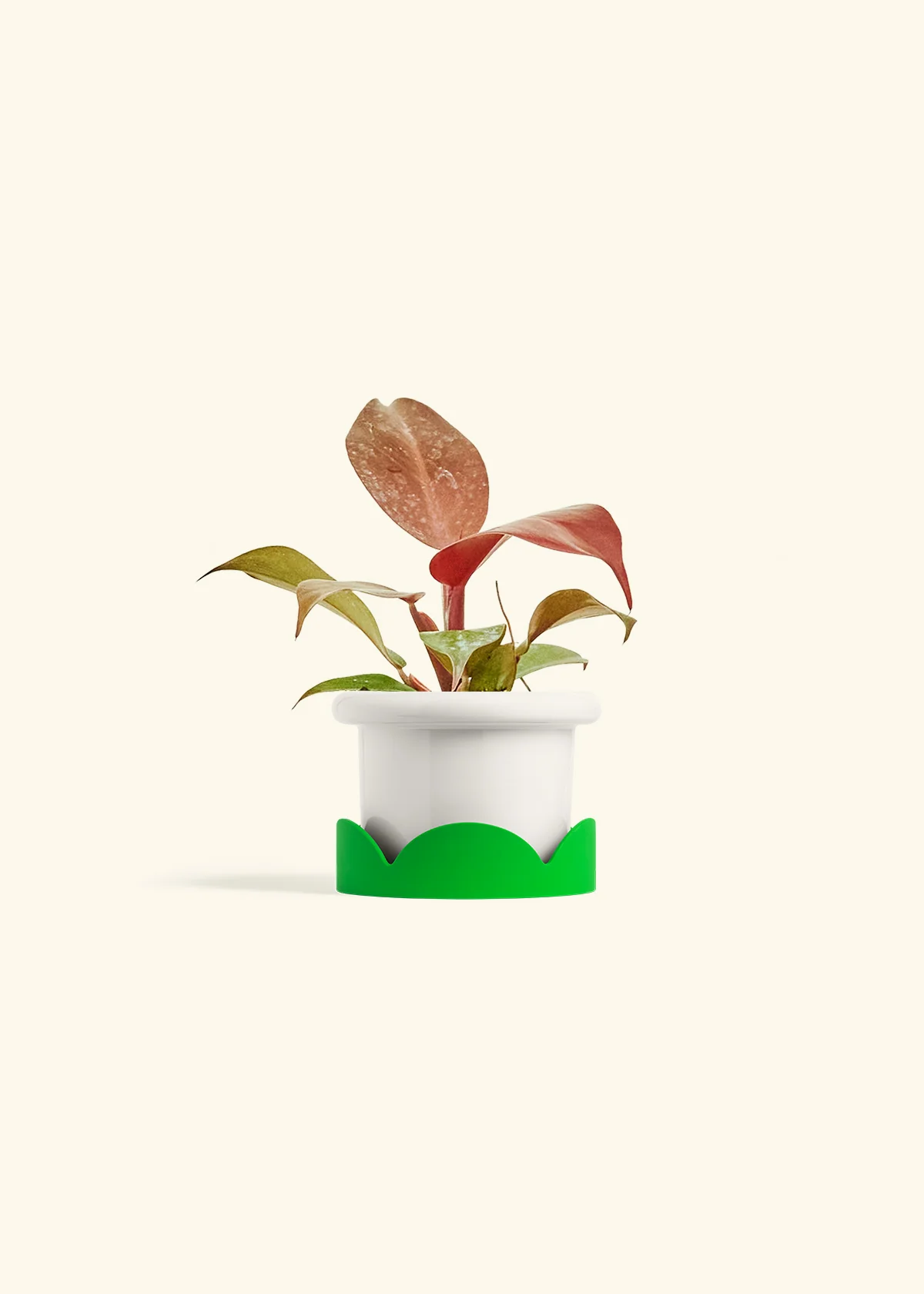 Philodendron 'Imperial Red' - Image 5