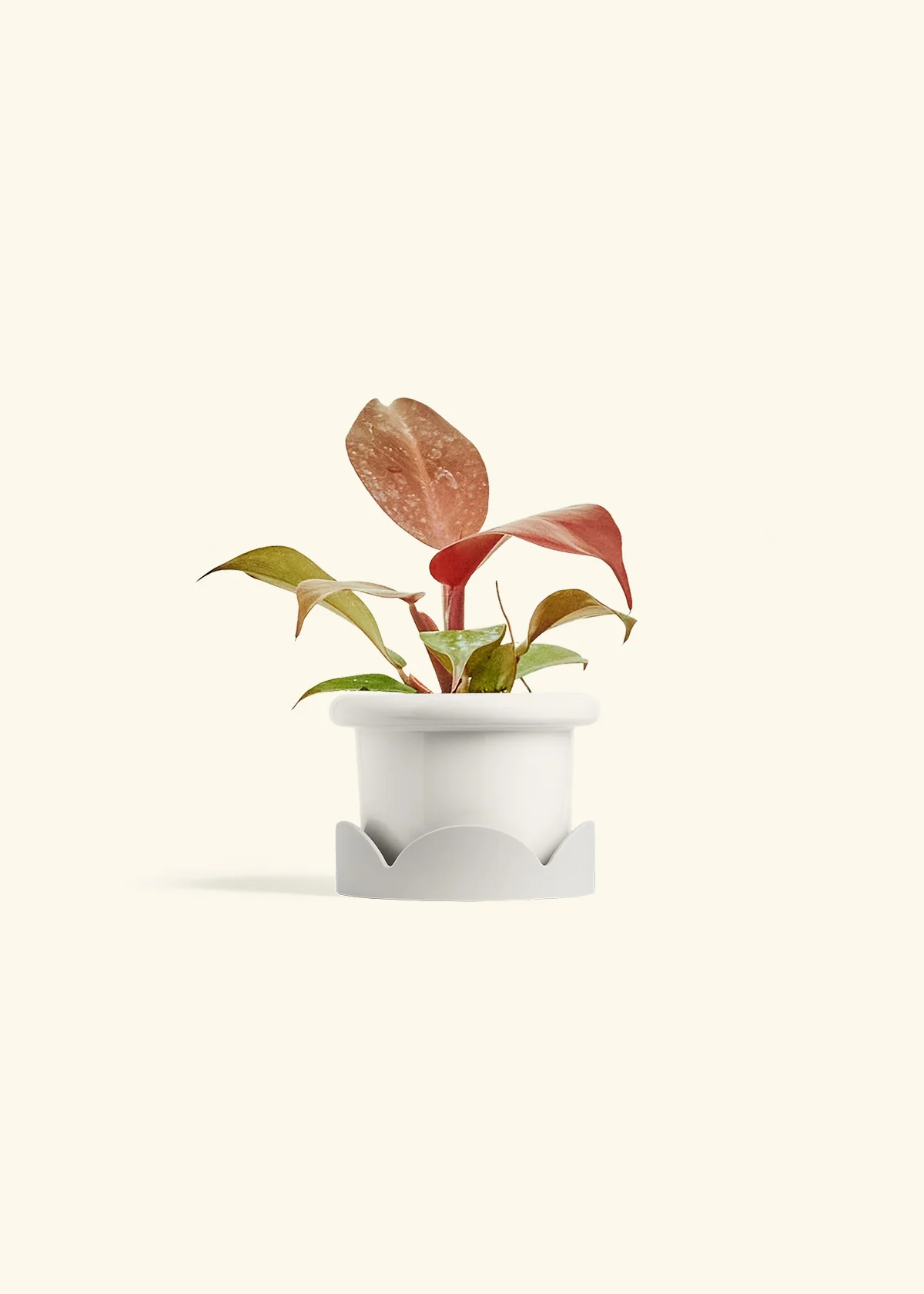 Philodendron 'Imperial Red' - Image 6