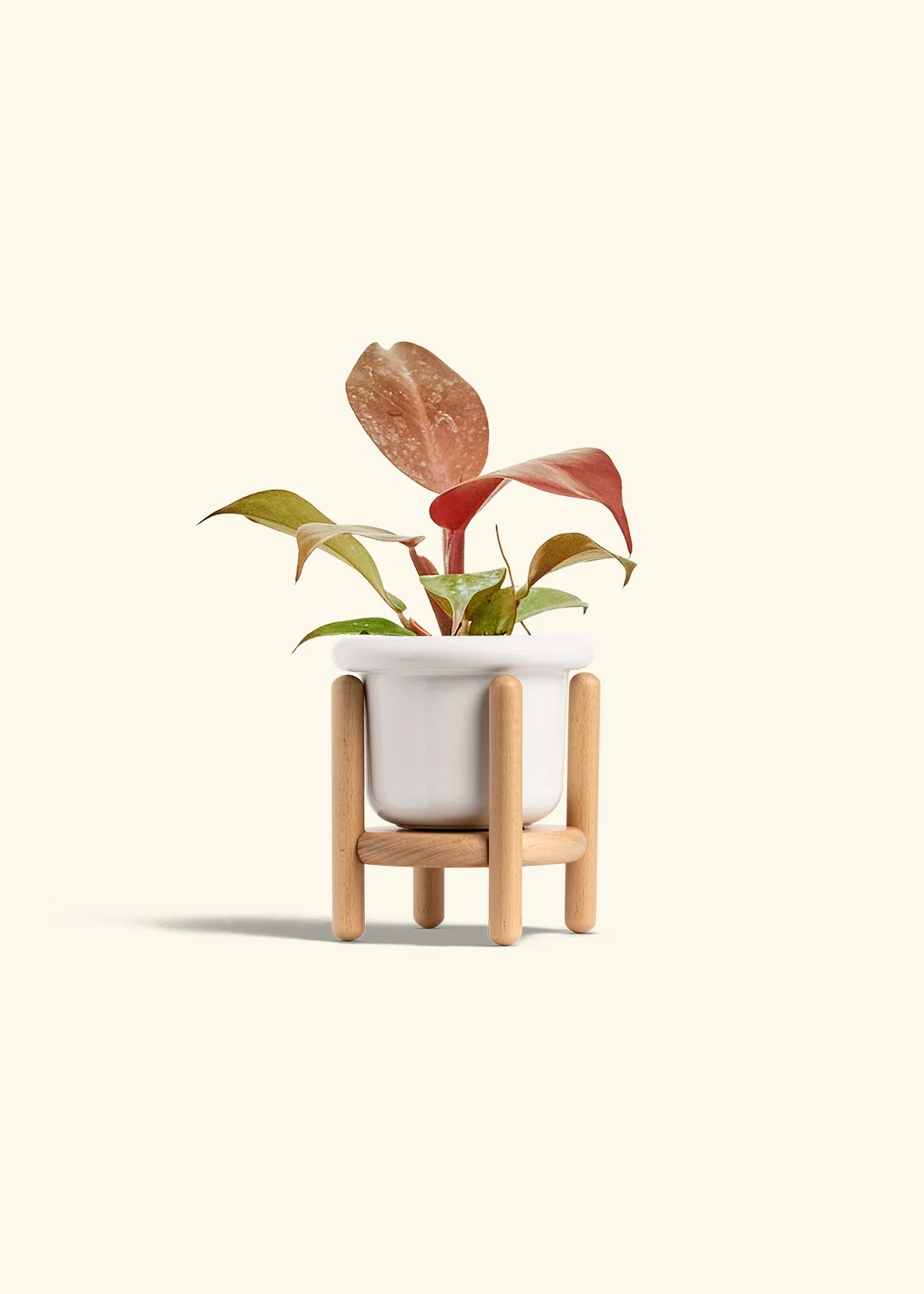 Philodendron 'Imperial Red' - Image 7