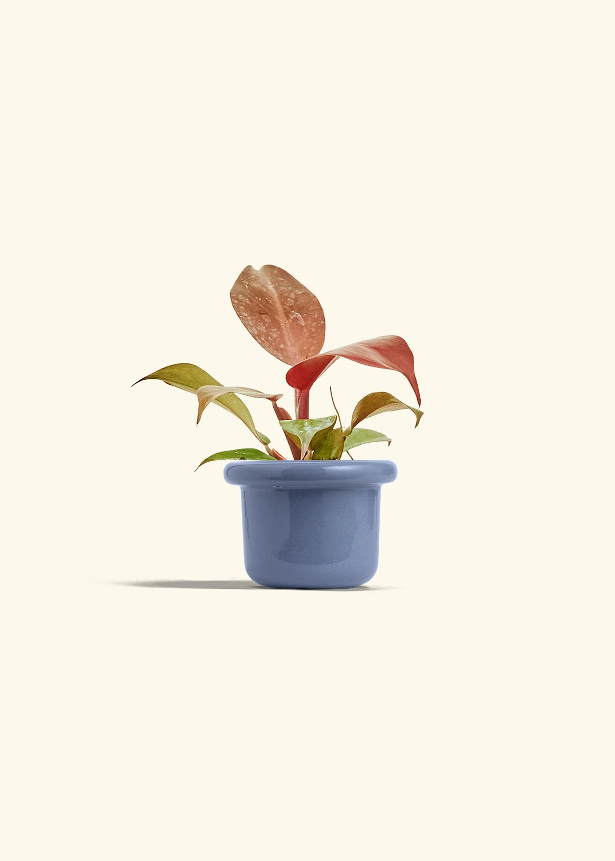 Philodendron 'Imperial Red' - Image 8