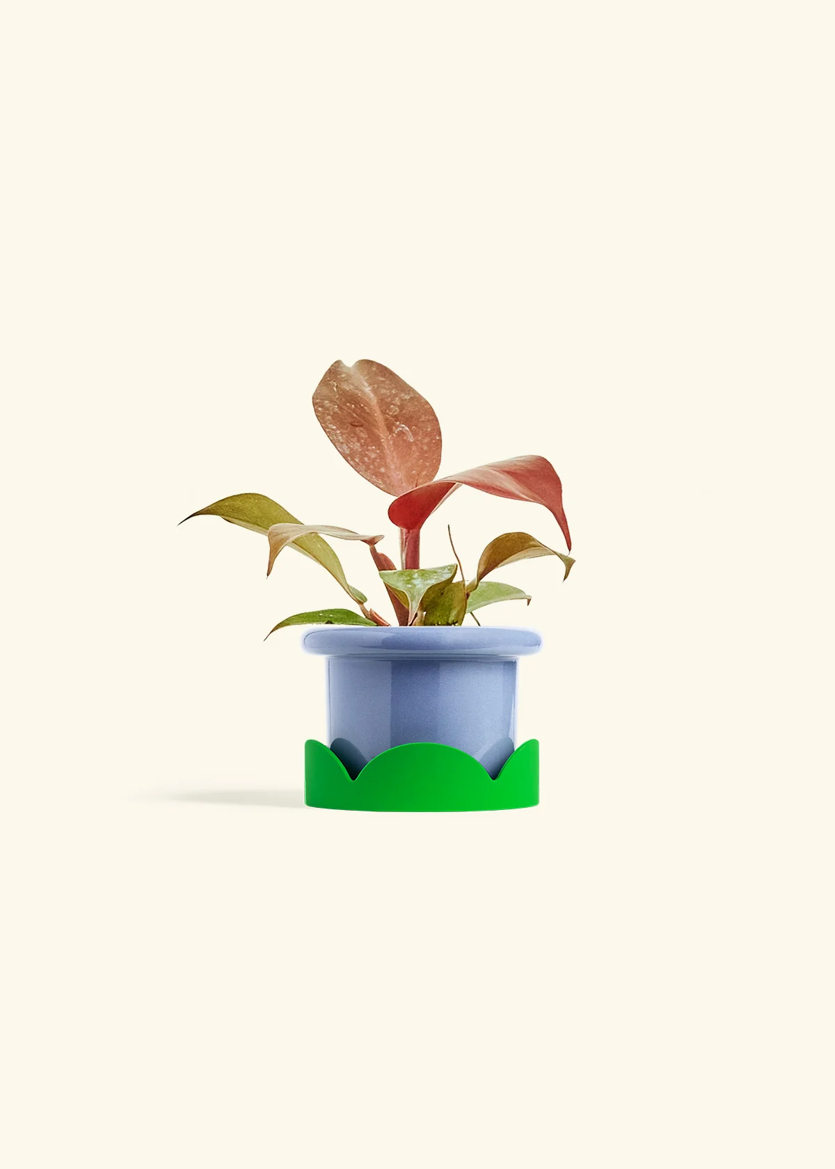 Philodendron 'Imperial Red' - Image 9