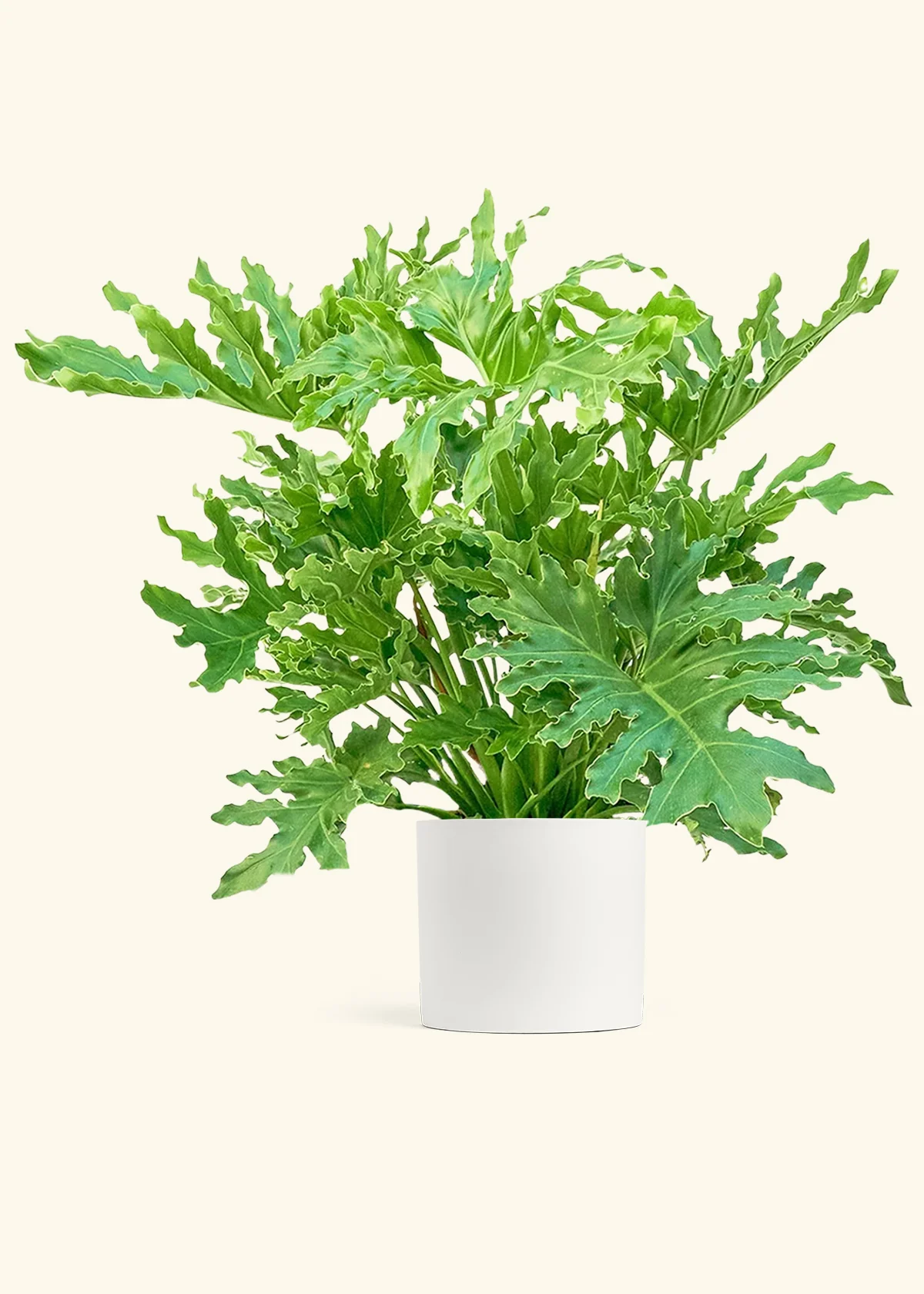 Philodendron 'Lickety Splitz' - Image 4