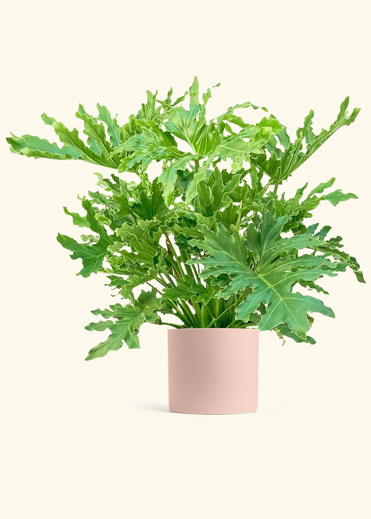 Philodendron 'Lickety Splitz' - Image 5