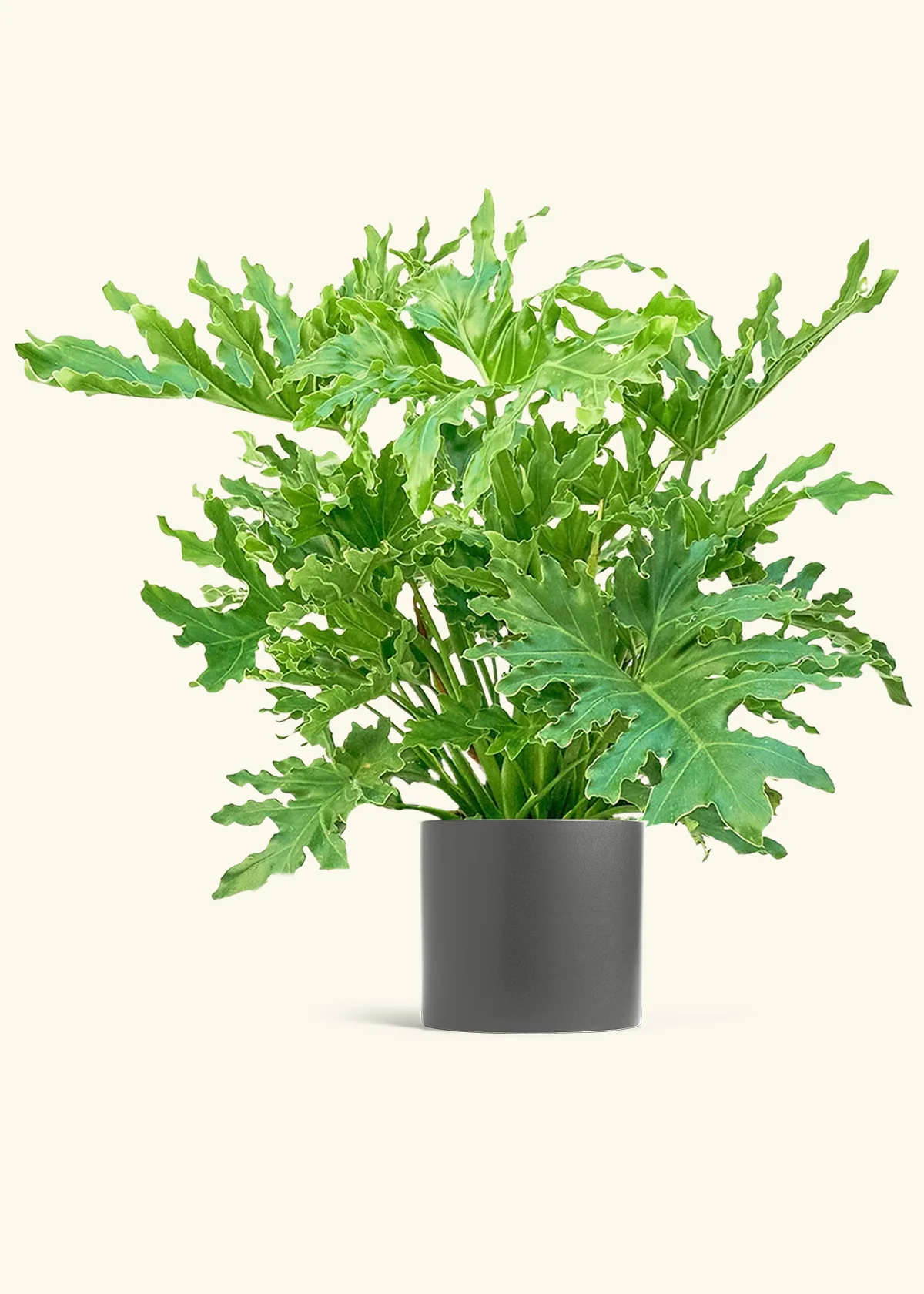 Philodendron 'Lickety Splitz' - Image 6