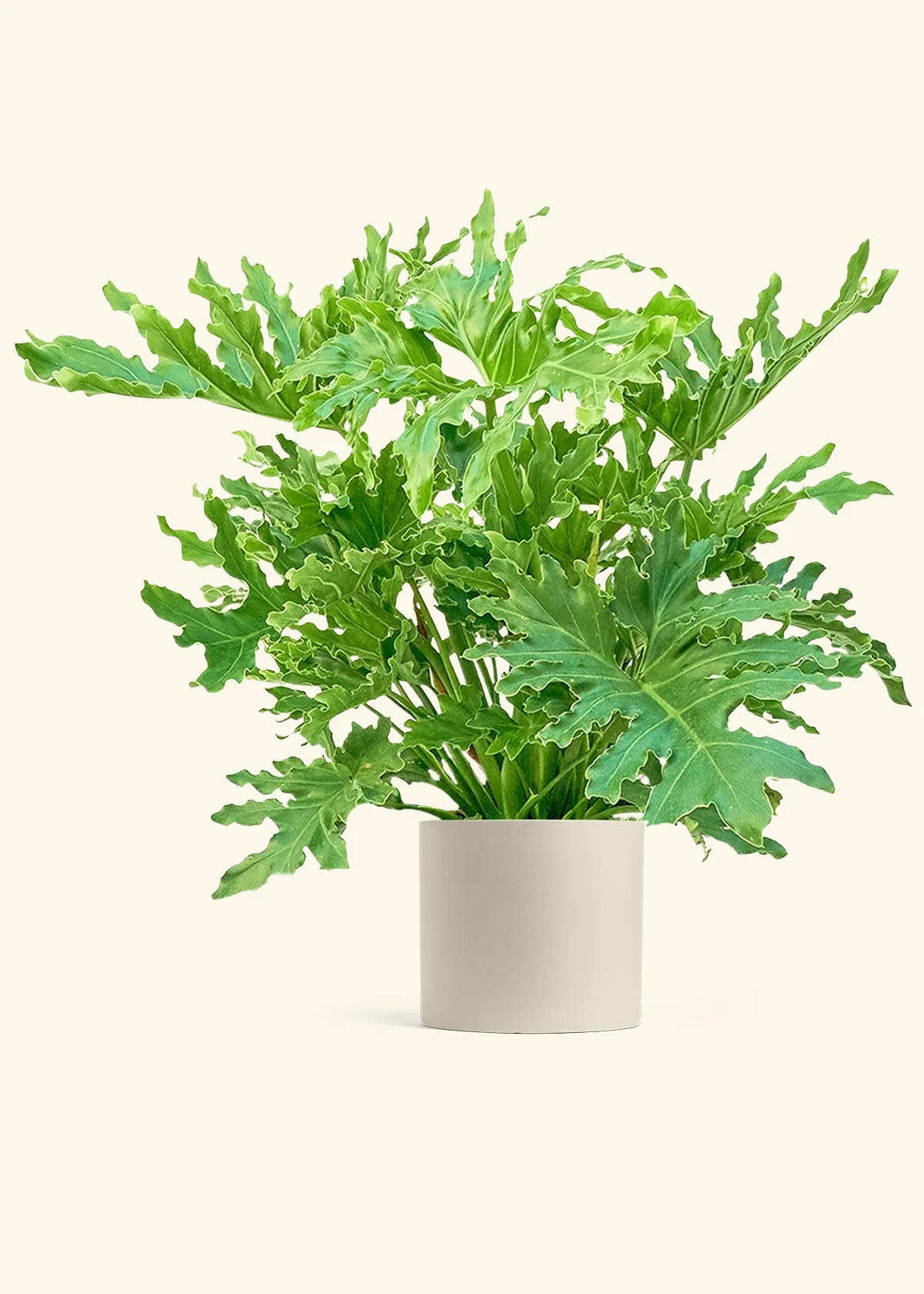 Philodendron 'Lickety Splitz' - Image 7