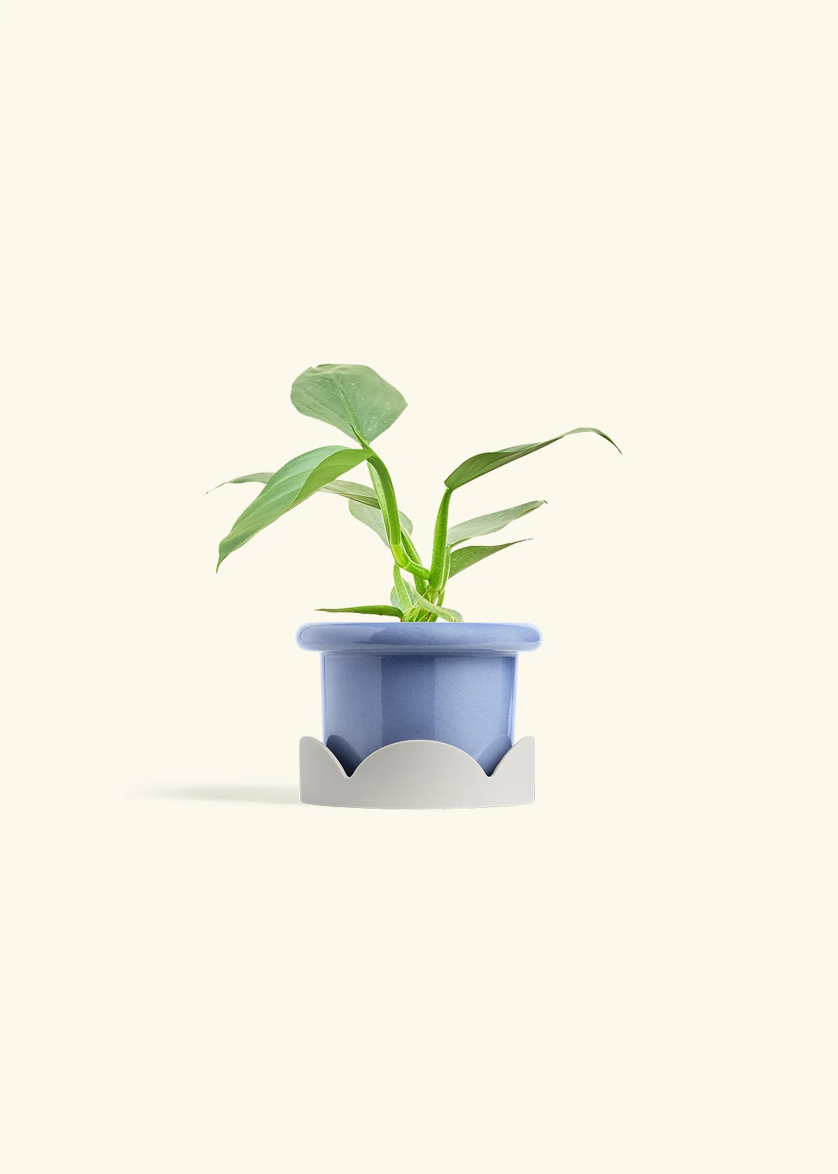 Philodendron 'Silver Sword' - Image 10