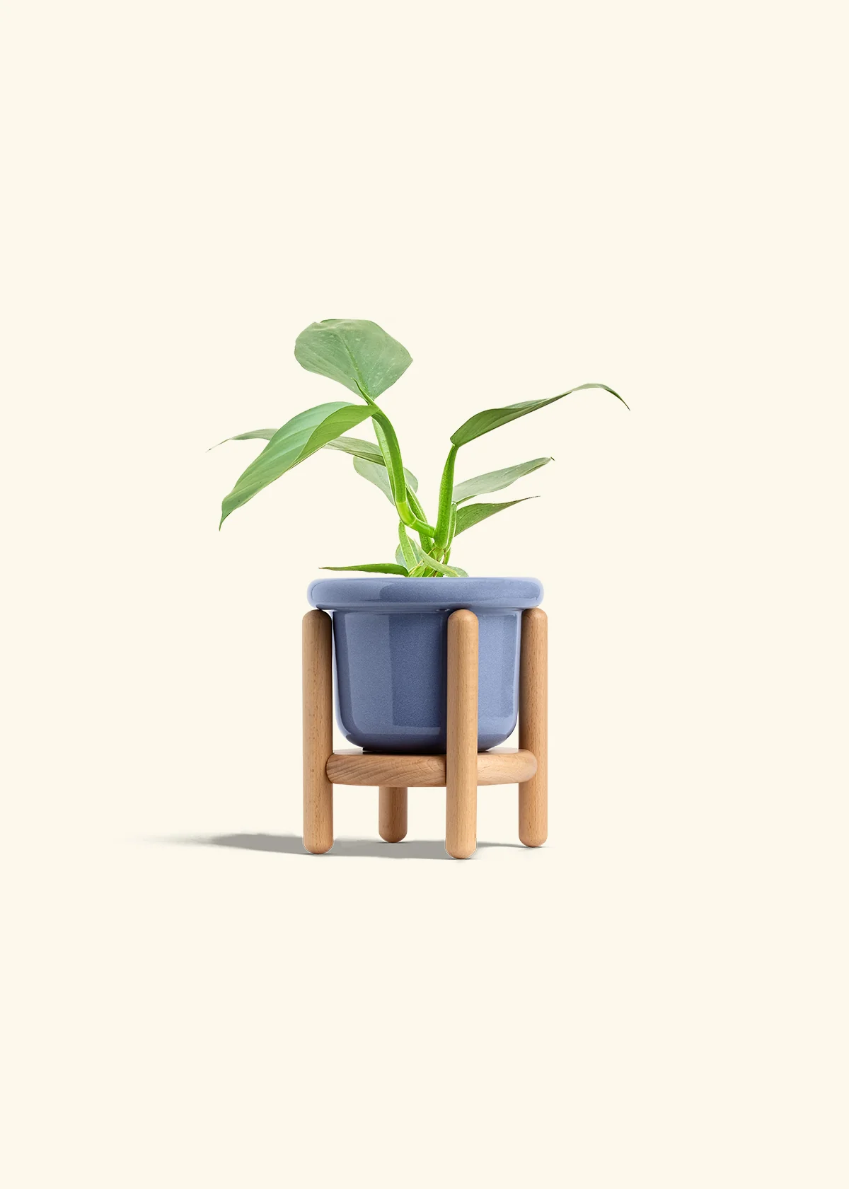 Philodendron 'Silver Sword' - Image 11