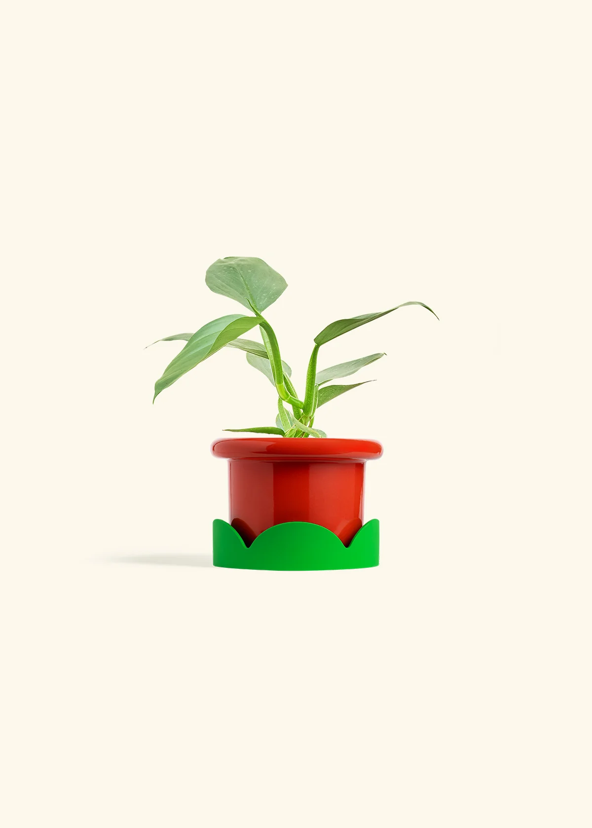 Philodendron 'Silver Sword' - Image 13
