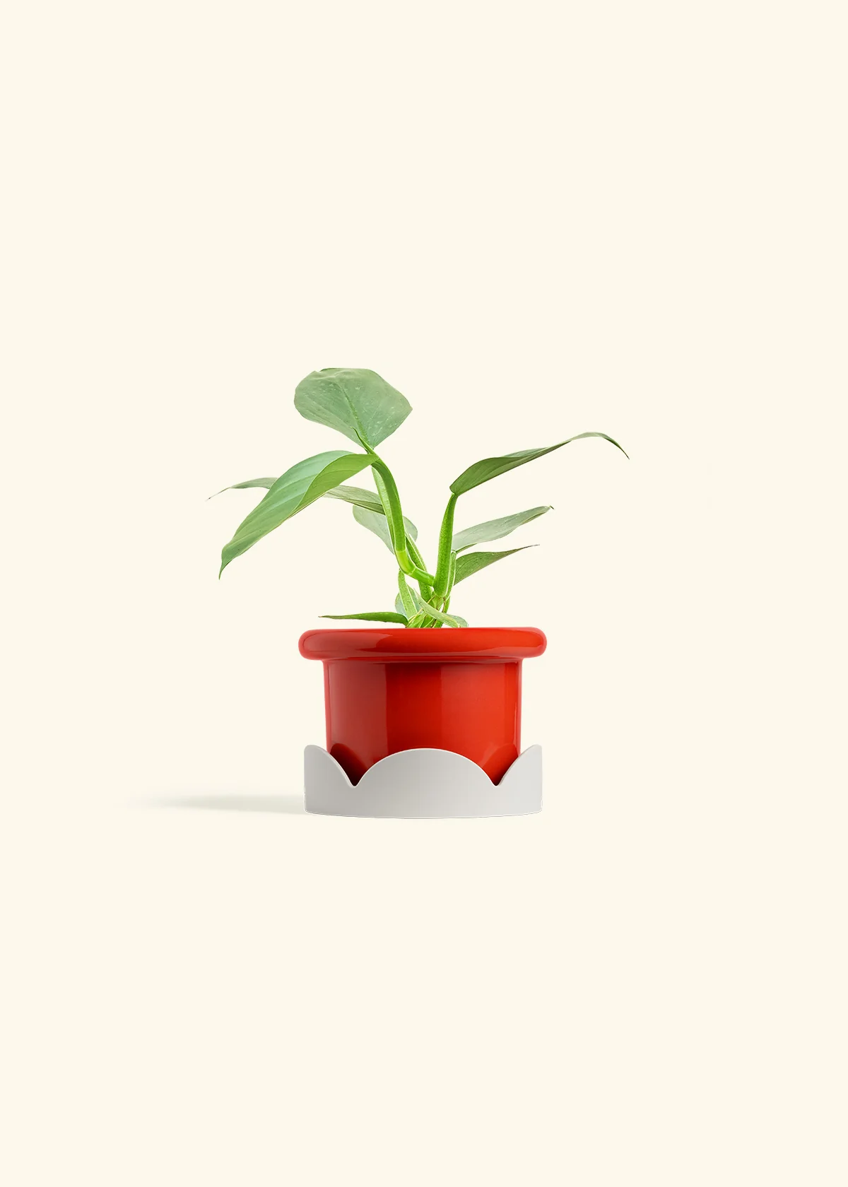 Philodendron 'Silver Sword' - Image 14