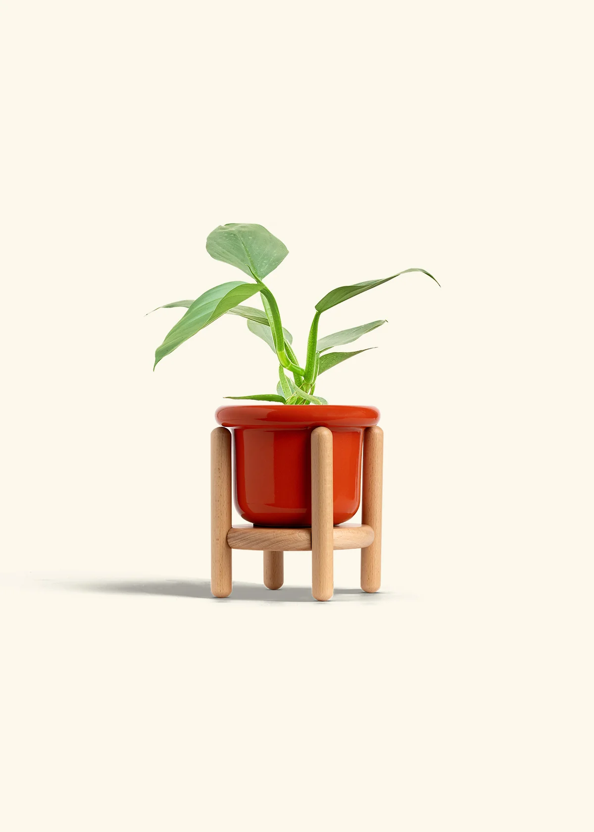 Philodendron 'Silver Sword' - Image 15