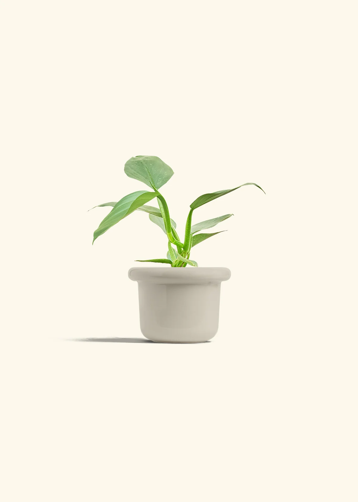 Philodendron 'Silver Sword' - Image 16