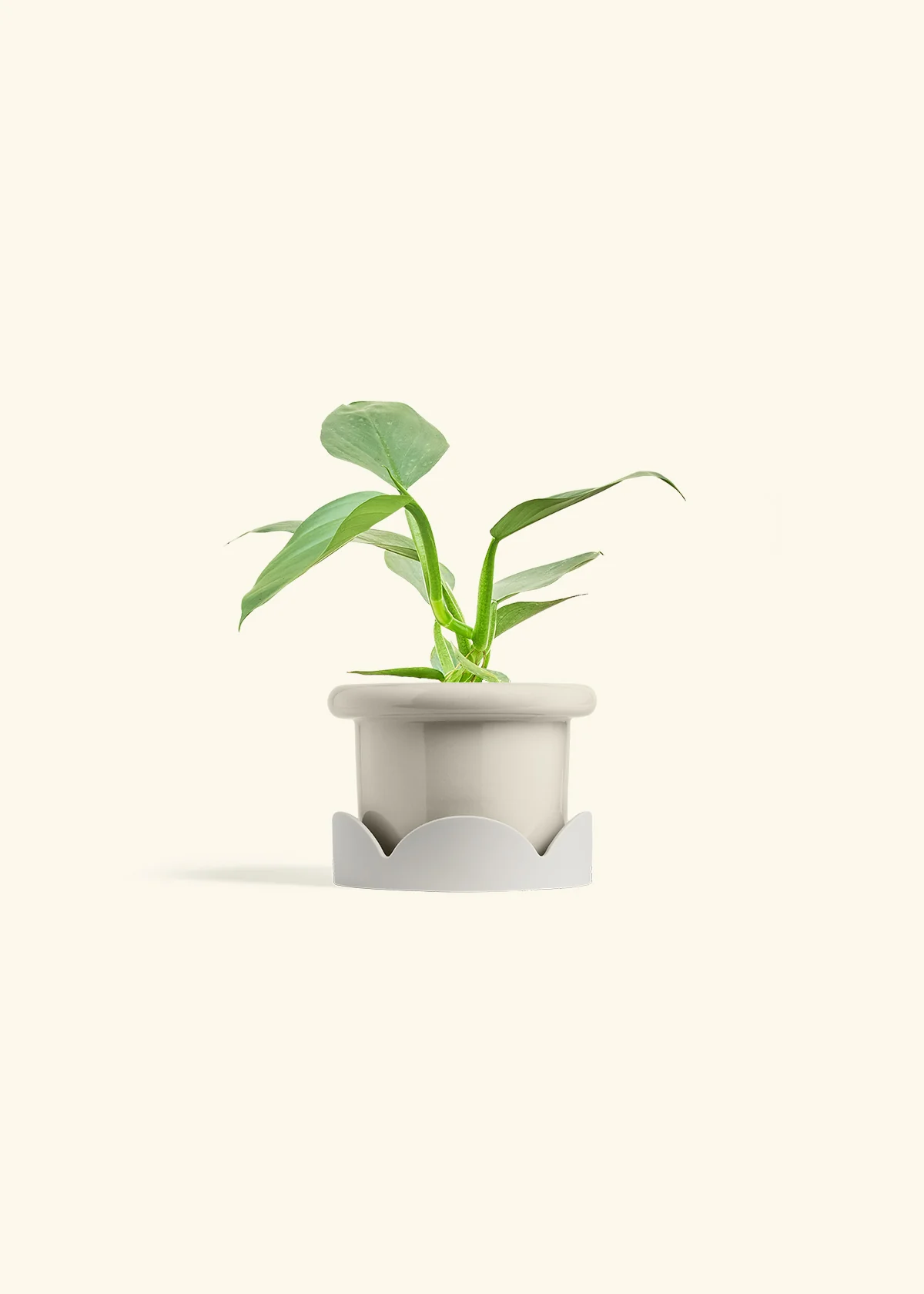 Philodendron 'Silver Sword' - Image 17