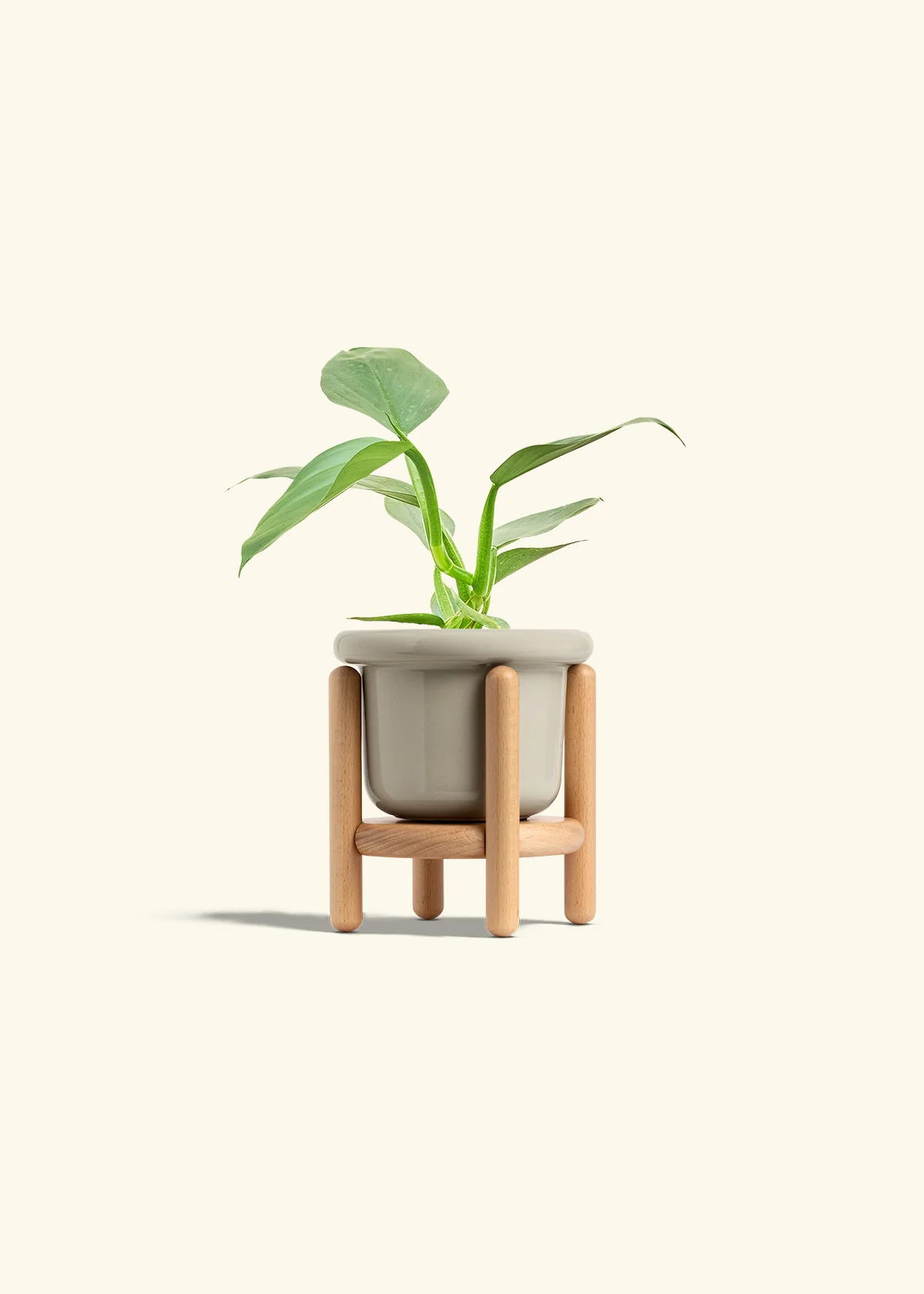 Philodendron 'Silver Sword' - Image 18