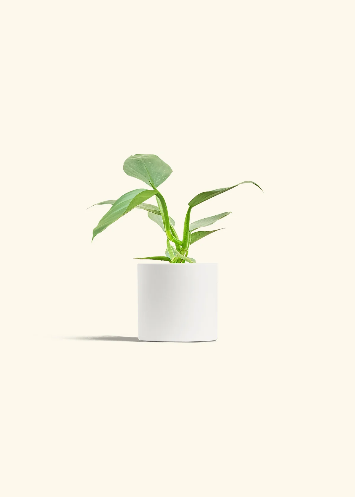 Philodendron 'Silver Sword' - Image 19