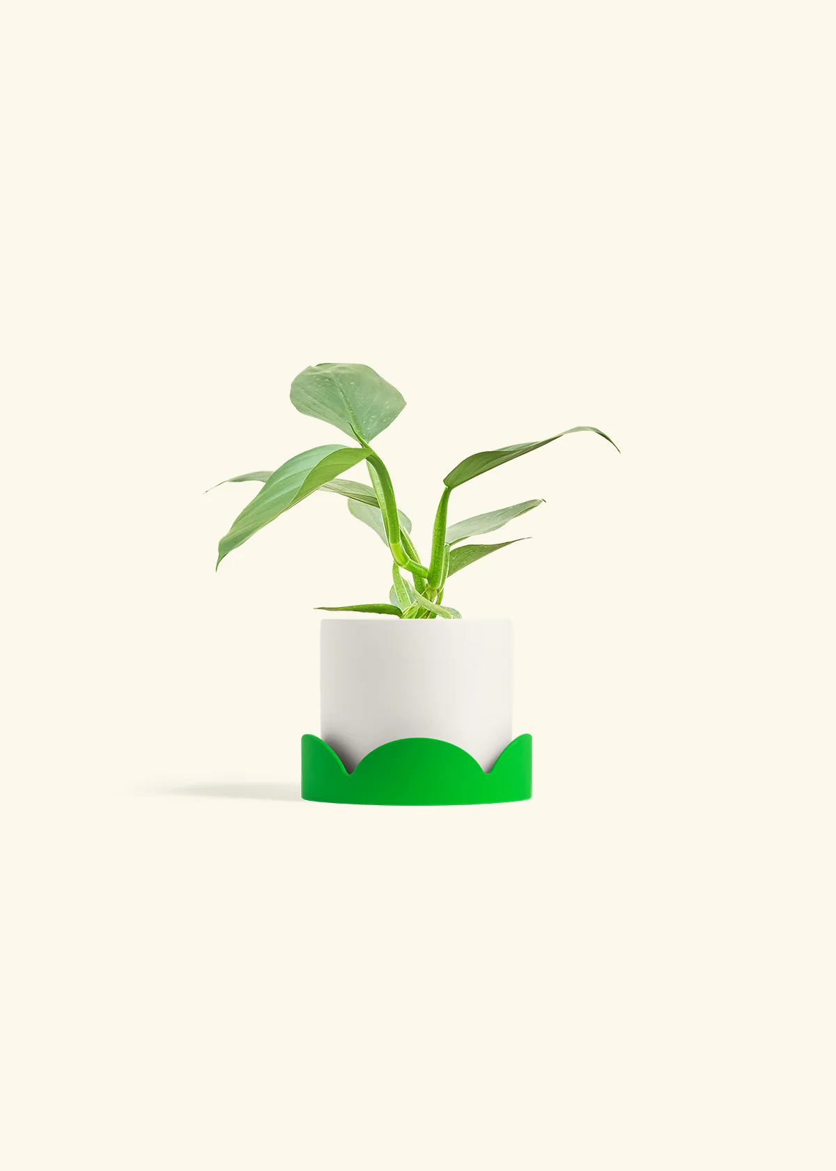 Philodendron 'Silver Sword' - Image 20
