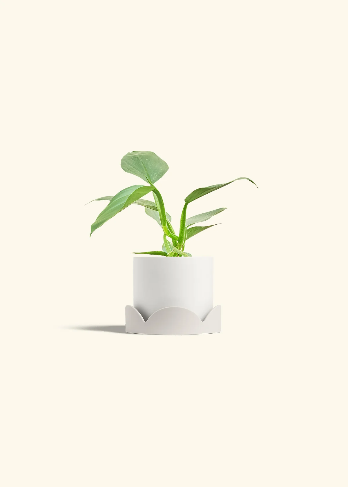 Philodendron 'Silver Sword' - Image 21