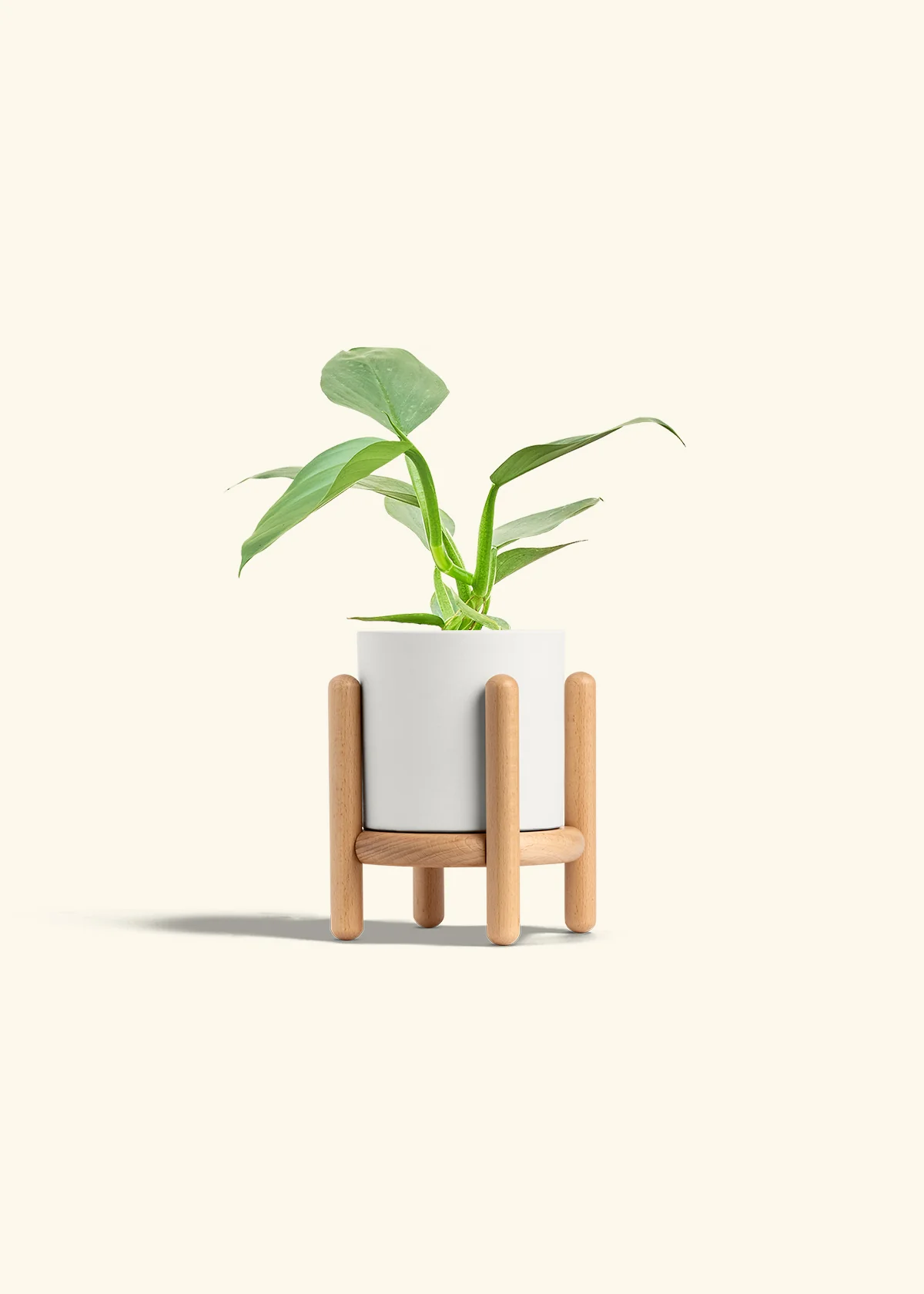 Philodendron 'Silver Sword' - Image 22