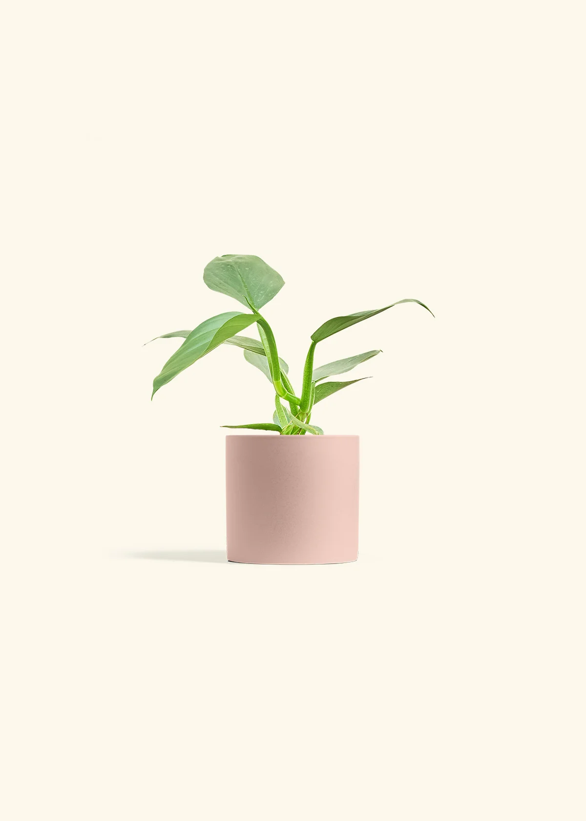 Philodendron 'Silver Sword' - Image 23