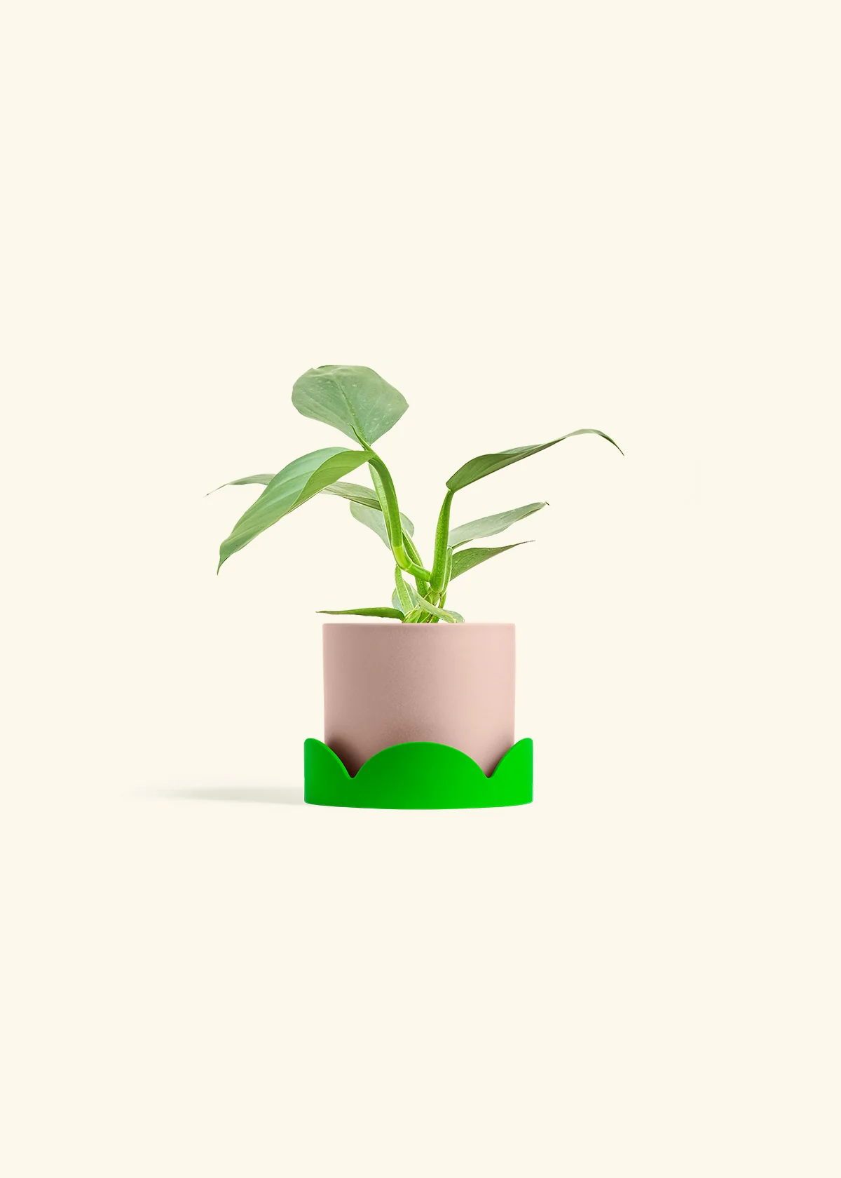 Philodendron 'Silver Sword' - Image 24