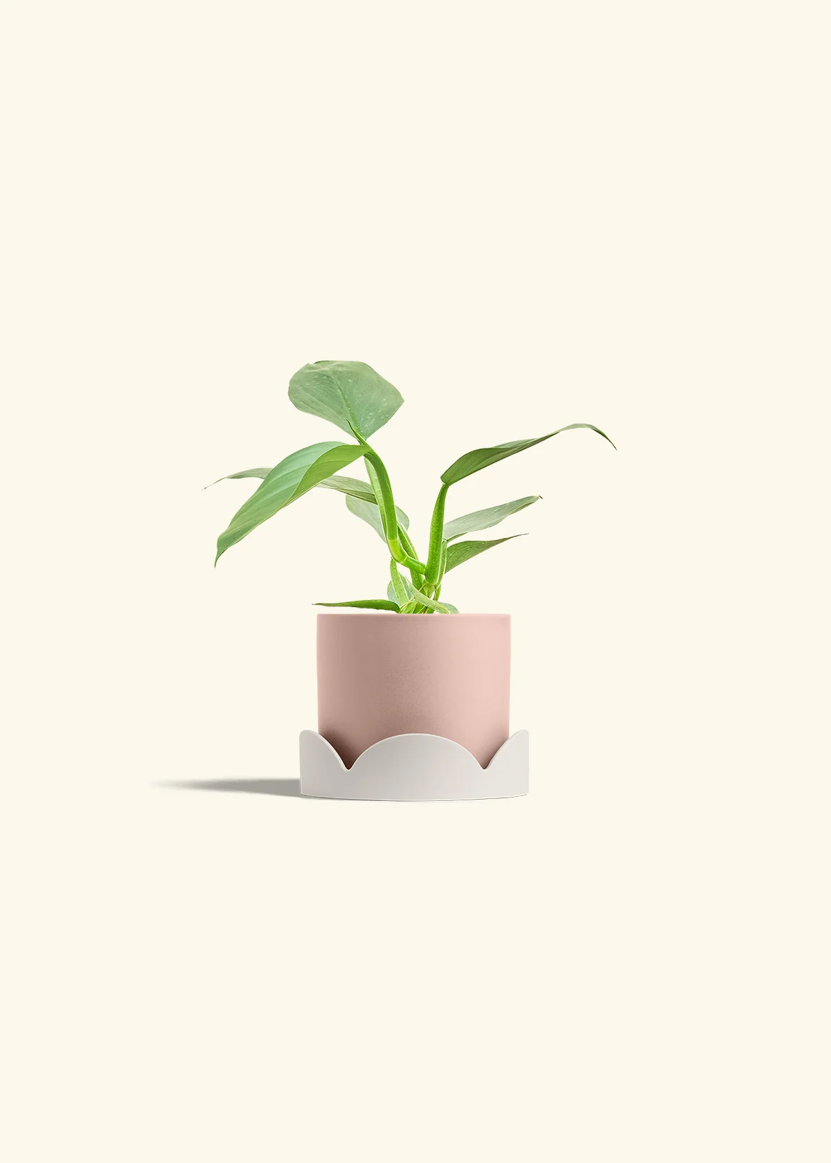 Philodendron 'Silver Sword' - Image 25