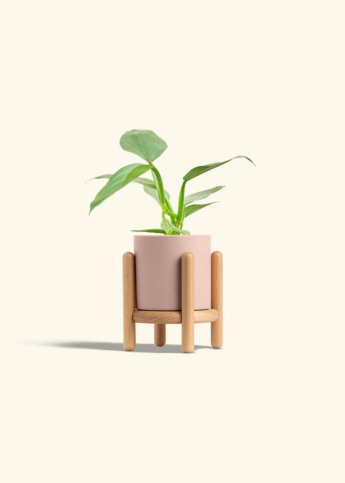 Philodendron 'Silver Sword' - Image 26